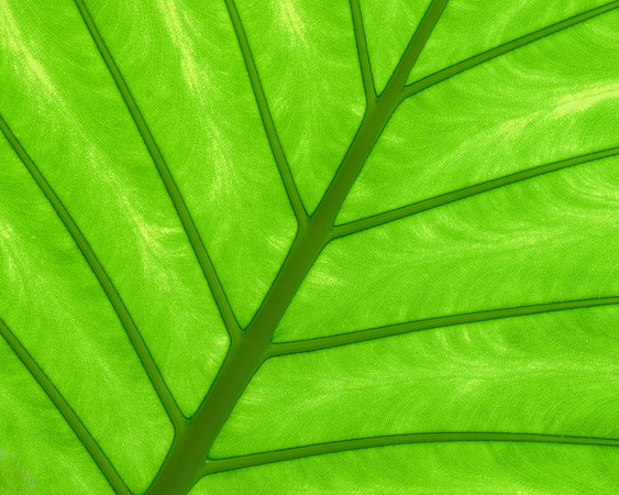Backlit Leaf