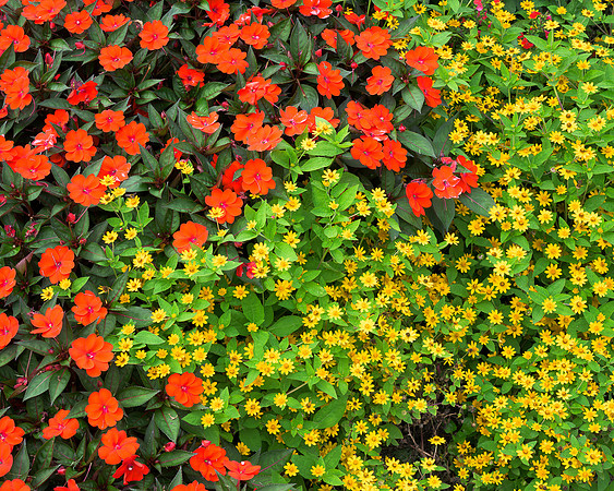 Red and Yellow Flowers