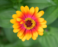 Zinnia