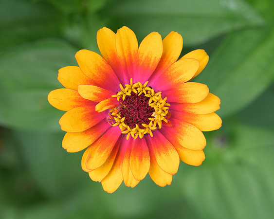 Zinnia