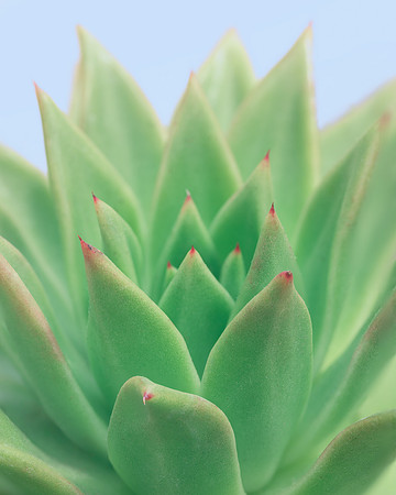 Molded Wax Agave