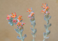 Echeveria Succulent Flowers