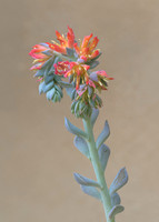 Echeveria Succulent Flower