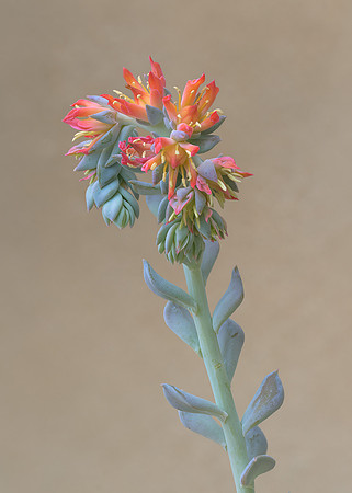 Echeveria Succulent Flower