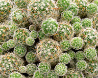 Thimble Cactus