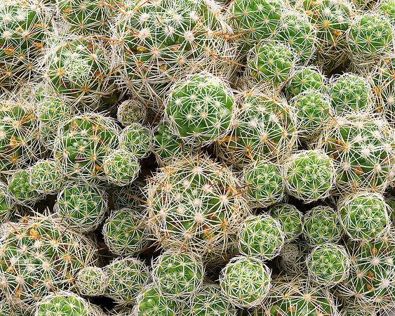Thimble Cactus