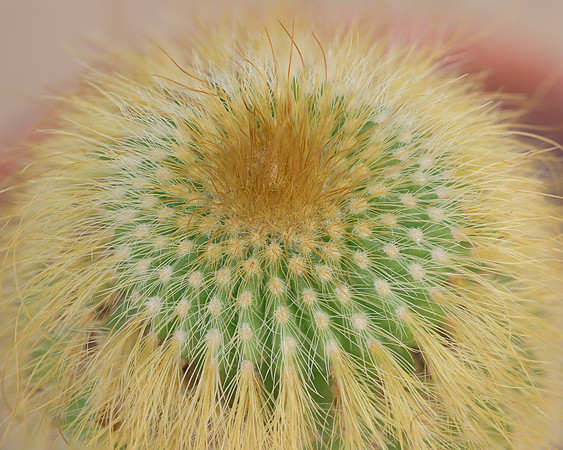 Golden Ball Cactus