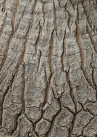 Ponytail Palm Bark