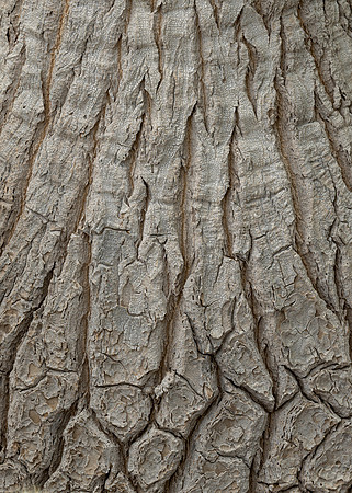Ponytail Palm Bark