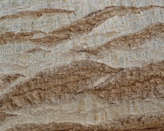 Ponytail Palm Bark