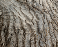 Ponytail Palm Bark