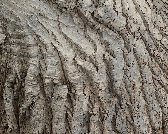 Ponytail Palm Bark