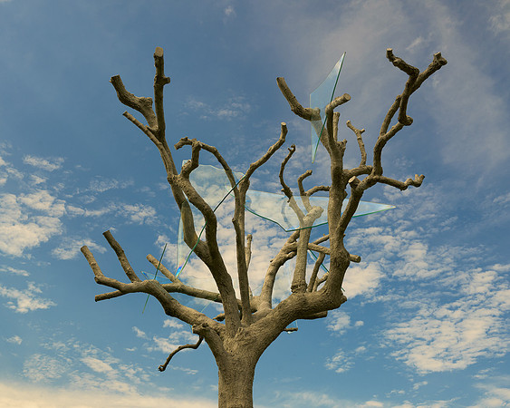 Glass in the Tree