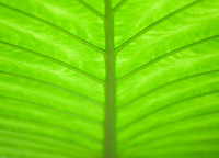 Backlit Leaf
