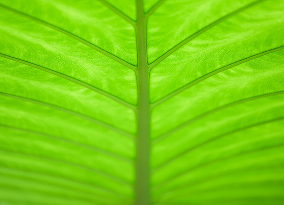 Backlit Leaf