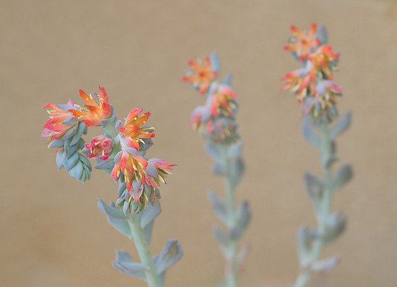 Echeveria Succulent Flowers