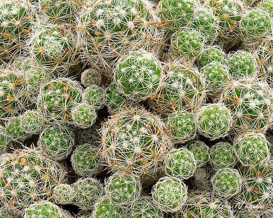Thimble Cactus