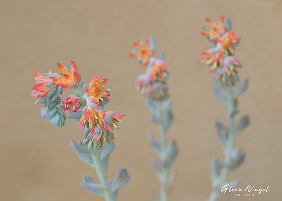 Echeveria Succulent Flowers