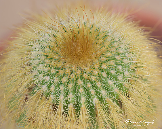 Golden Ball Cactus
