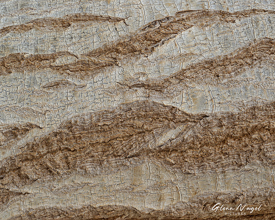 Ponytail Palm Bark
