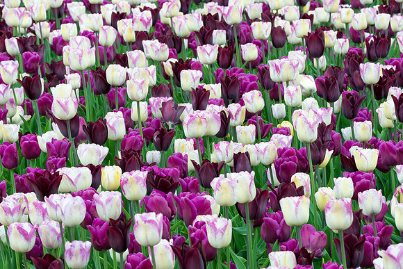 Purple and white tulips