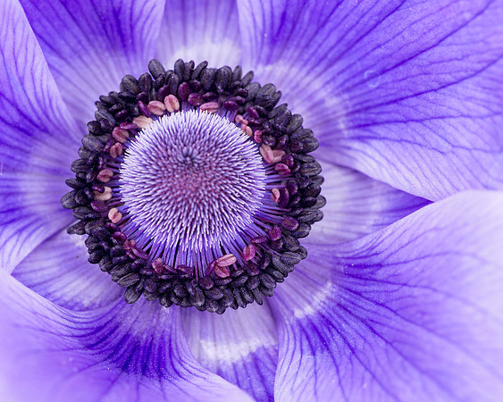 Deep Blue Poppy