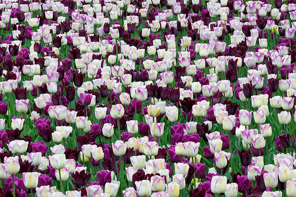 Purple and white tulips