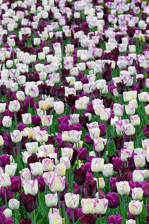 Purple and white tulips