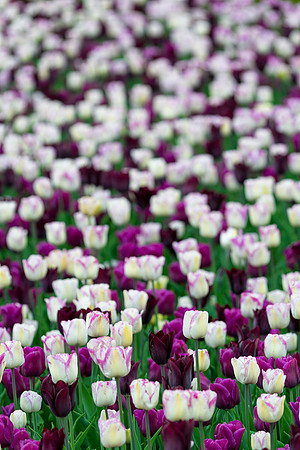 Purple and white tulips