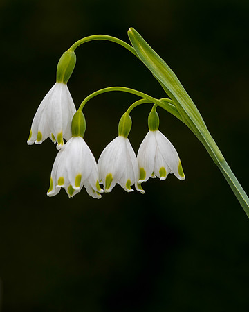 Summer Snowflake