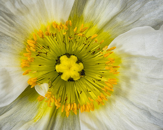 Poppy