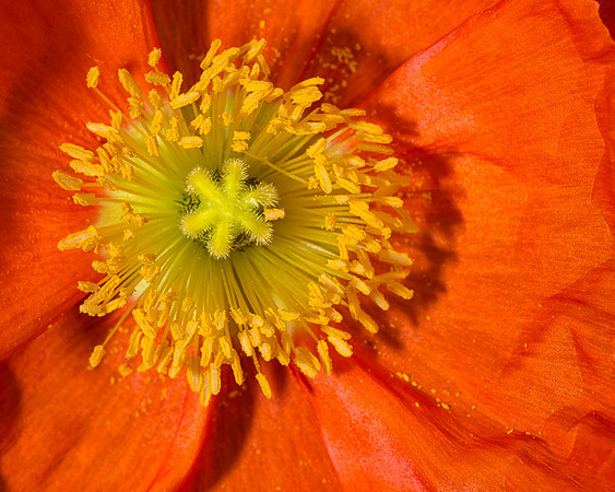 Iceland Poppy