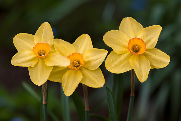 Three daffodils