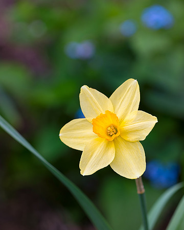 Daffodil