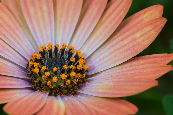 Peach daisy
