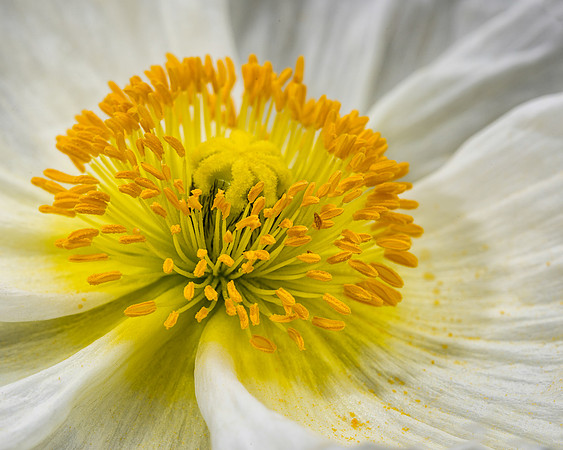 White and yellow poppy