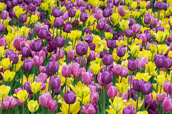 Purple and white tulips