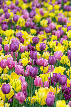 Purple and white tulips