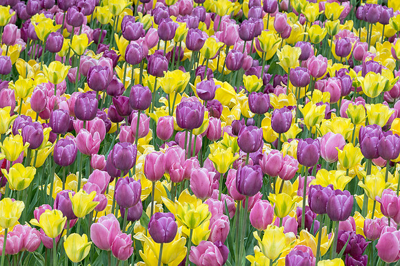 Purple and white tulips
