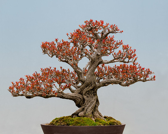 Twisted Pomegranate
