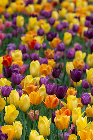 Tulips