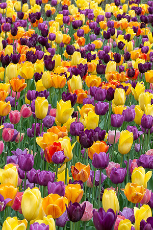 Tulips