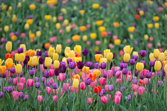 Tulips