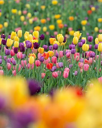 Tulips