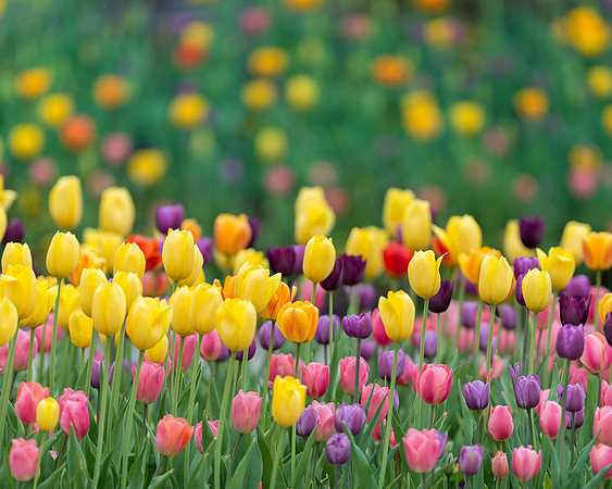 Tulips