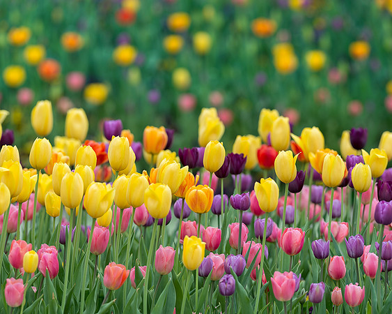 Tulips