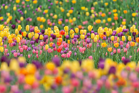 Tulips