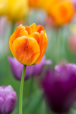 Orange tulip