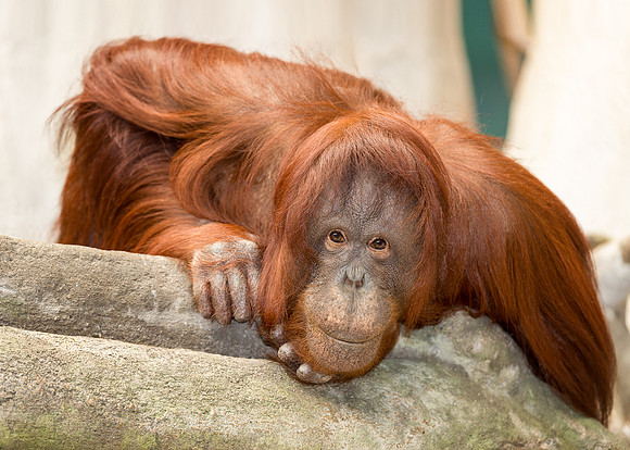 Orangutan