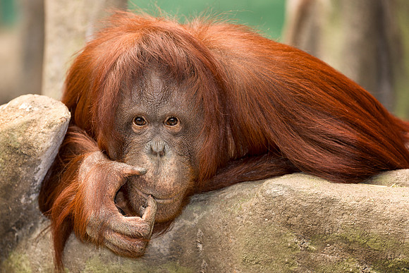 Orangutan